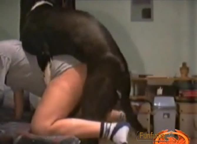 Video :Gay and dog anal sex in homemade animal porn